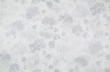 PL72155-14